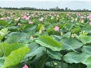 Long An: Tuyển chọn sáu giống sen cho vùng đất ngập nước 